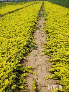 高度10厘米过路黄