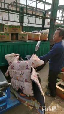 高度40厘米吊钟柳