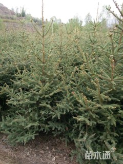 高度300厘米云杉