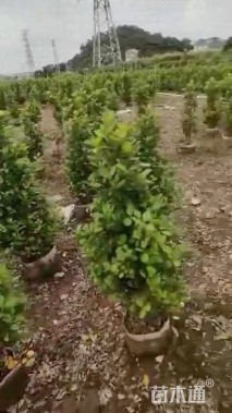 高度100厘米火山榕