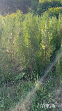 高度140厘米侧柏