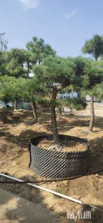 10公分造型黑松