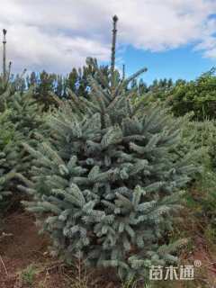 高度1600厘米沙地云杉