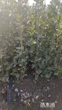 高度50厘米北海道黄杨