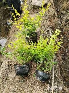 高度35厘米金冠女贞