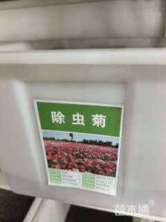 白花除虫菊种子