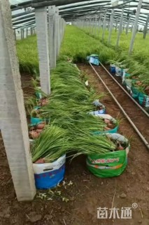 高度50厘米金叶石菖蒲