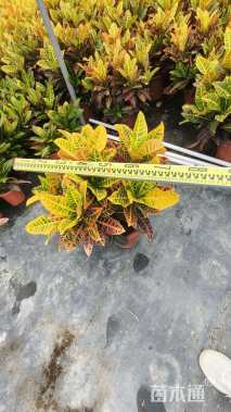 高度50厘米彩霞变叶木