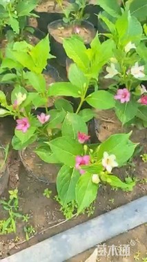 高度25厘米锦带