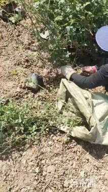 高度180厘米蔷薇