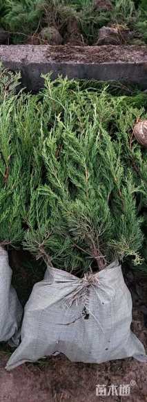 高度50厘米小龙柏