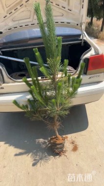 高度50厘米松柏