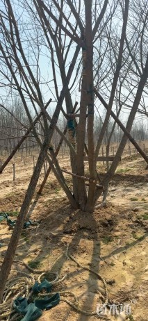 高度900厘米丛生五角枫