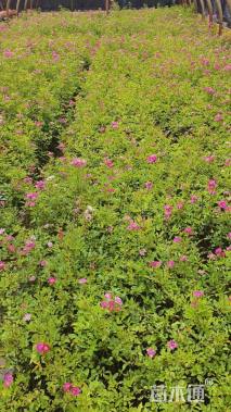 高度30厘米月季