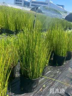 高度50厘米赤箭莎