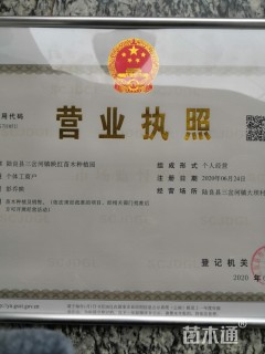 高度20厘米圆柏