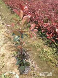 0.5公分红叶石楠