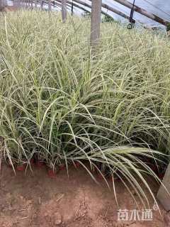 高度20厘米花叶芒