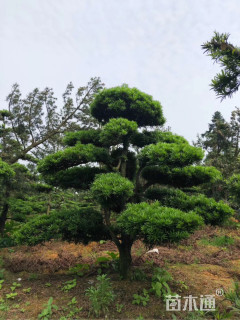 移栽苗造型罗汉松