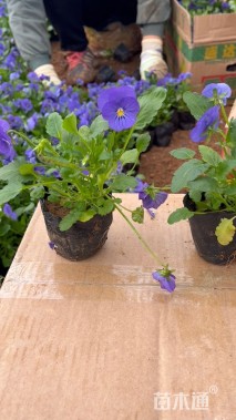 高度20厘米角堇