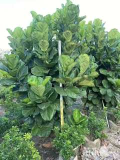 高度90厘米琴叶榕