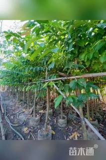 10公分大叶紫薇