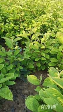 高度60厘米木绣球