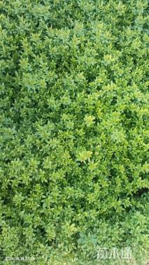 高度40厘米迎春花