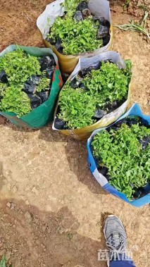 高度20厘米地被菊