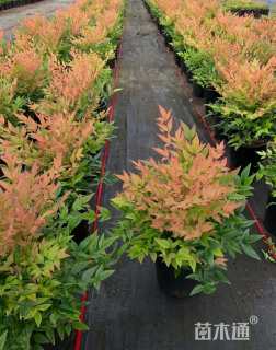 高度30厘米南天竹