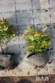 高度35厘米金焰绣线菊