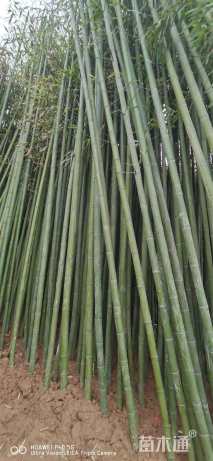 地栽苗楠竹