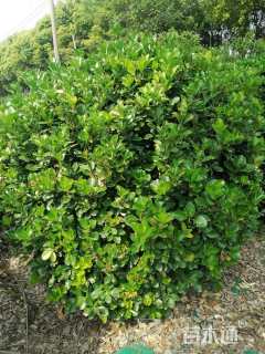 冠幅180厘米大叶黄杨球