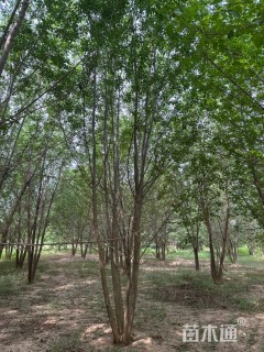 高度1000厘米(5杆)丛生白蜡