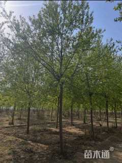 12公分紫叶稠李