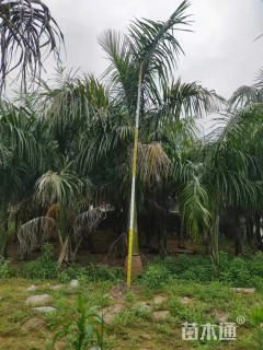 裸干高200厘米大王椰子