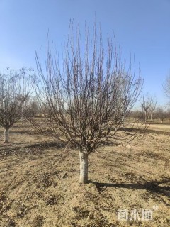 20公分八棱海棠