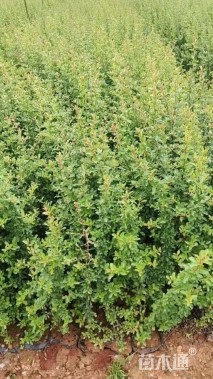 高度50厘米火棘