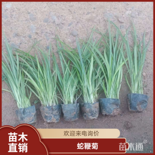 高度80厘米蛇鞭菊