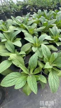 高度20厘米毛地黄