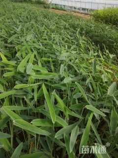 高度50厘米再力花