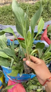 高度30厘米紫萼