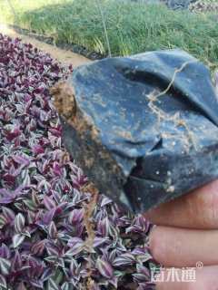 高度12厘米吊竹梅