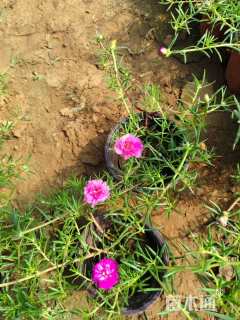 高度15厘米半枝莲