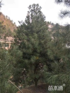 高度500厘米白皮松