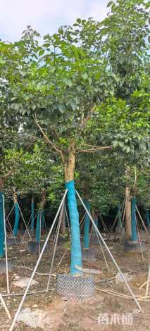 15公分紫花风铃木