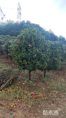 高度250厘米茶花