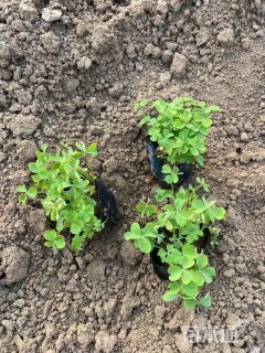 高度8厘米红花酢浆草