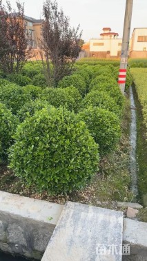 冠幅120厘米大叶黄杨球