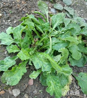 高度15厘米多花筋骨草